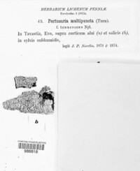 Lepra multipuncta image